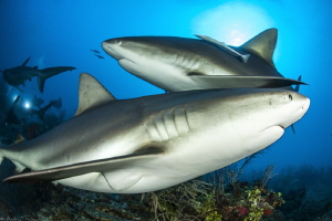 Carcharhinus perezi by Mathieu Foulquié 
